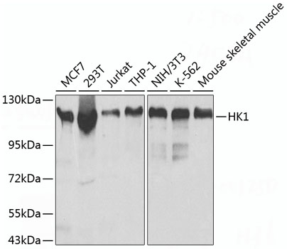 HK1 Polyclonal Antibody (100 µl)