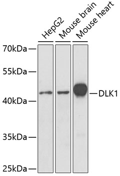 DLK1 Polyclonal Antibody (100 µl)