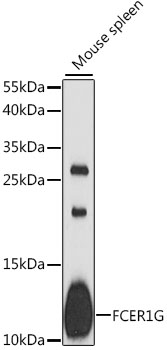 FCER1G Polyclonal Antibody (100 µl)