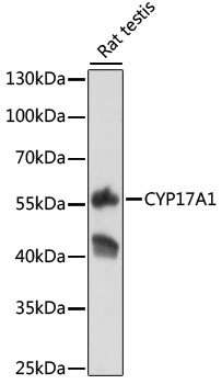CYP17A1 Polyclonal Antibody (50 µl)