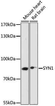 SYN1 Polyclonal Antibody