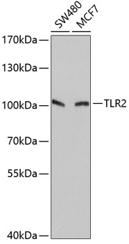 TLR2 Polyclonal Antibody