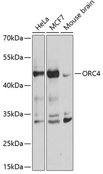 ORC4L Polyclonal Antibody