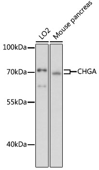 CHGA Polyclonal Antibody (50 µl)