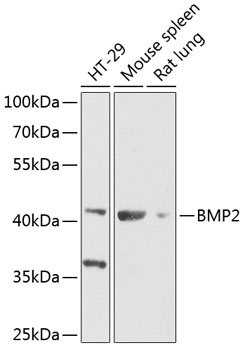 BMP2 Polyclonal Antibody (100 µl)