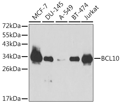 BCL10 Polyclonal Antibody (100 µl)