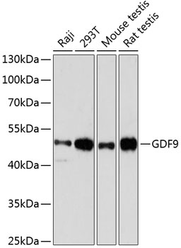 GDF9 Polyclonal Antibody (50 µl)