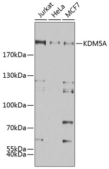 KDM5A Polyclonal Antibody (100 µl)