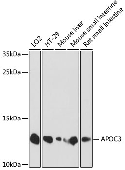 APOC3 Polyclonal Antibody (100 µl)