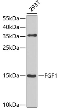 FGF1 Polyclonal Antibody (50 µl)