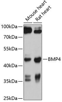 BMP4 Polyclonal Antibody (100 µl)