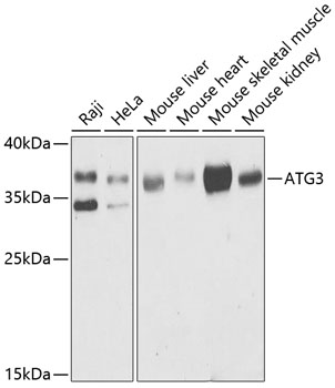 ATG3 Polyclonal Antibody (100 µl)