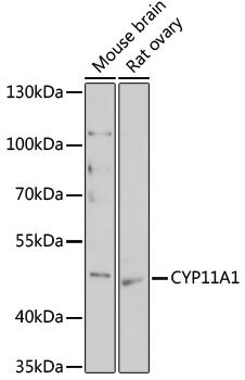 CYP11A1 Polyclonal Antibody (100 µl)