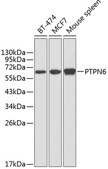 PTPN6 Polyclonal Antibody (100 µl)