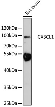 CX3CL1 Polyclonal Antibody (100 µl)
