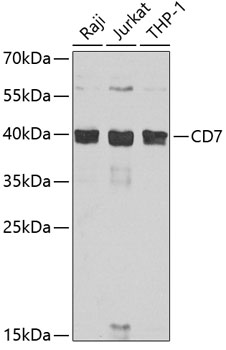 CD7 Polyclonal Antibody (100 µl)