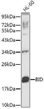 BID Polyclonal Antibody (100 µl)