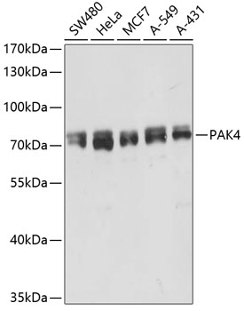 PAK4 Polyclonal Antibody