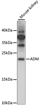 ADM Polyclonal Antibody (50 µl)