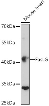 FasLG Polyclonal Antibody (100 µl)
