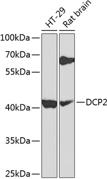 DCP2 Polyclonal Antibody (100 µl)