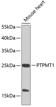 PTPMT1 Polyclonal Antibody (50 µl)