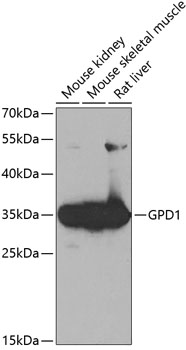 GPD1 Polyclonal Antibody (100 µl)
