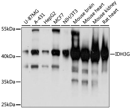 IDH3G Polyclonal Antibody (50 µl)