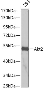 Akt2 Polyclonal Antibody (100 µl)