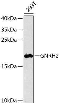 GNRH2 Polyclonal Antibody (50 µl)