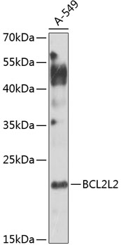 BCL2L2 Polyclonal Antibody (100 µl)