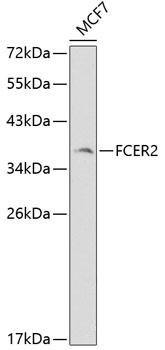 FCER2 Polyclonal Antibody (100 µl)