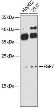 FGF7 Polyclonal Antibody (50 µl)