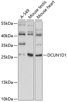DCUN1D1 Polyclonal Antibody (100 µl)