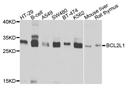 BCL2L1 Polyclonal Antibody (100 µl)