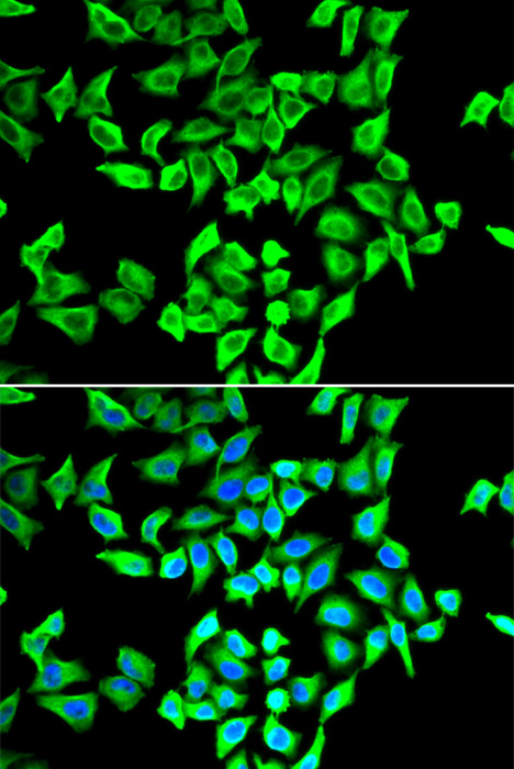 primary structure of protein download free primary structure of protein download free