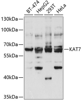 KAT7 Polyclonal Antibody (100 µl)