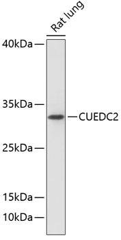 CUEDC2 Polyclonal Antibody (100 µl)