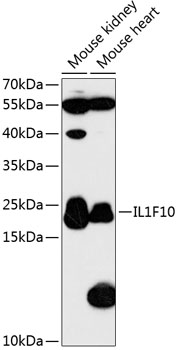 IL1F10 Polyclonal Antibody (50 µl)