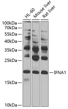 IFNA1 Polyclonal Antibody (50 µl)