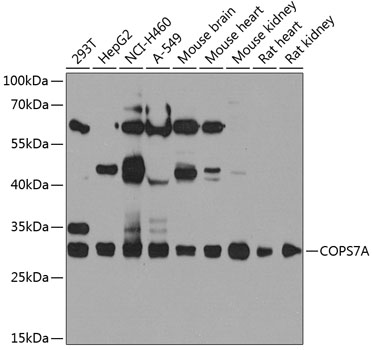COPS7A Polyclonal Antibody (100 µl)