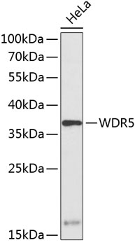 WDR5 Polyclonal Antibody (50 µl)