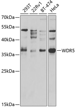 WDR5 Polyclonal Antibody (100 µl)