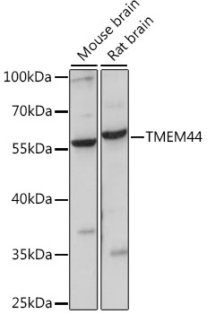 TMEM44 Polyclonal Antibody