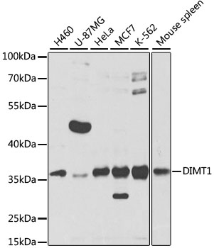 DIMT1 Polyclonal Antibody (100 µl)