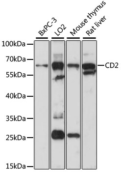 CD2 Polyclonal Antibody (50 µl)