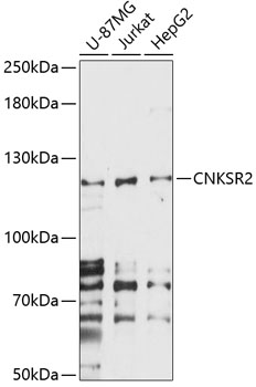 CNKSR2 Polyclonal Antibody (50 µl)