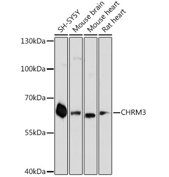 CHRM3 Polyclonal Antibody (100 µl)