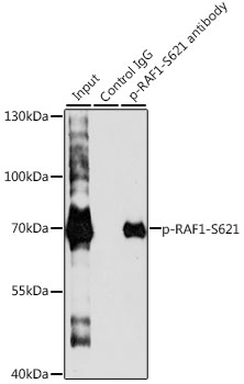 Phospho-RAF1-S621 Polyclonal Antibody