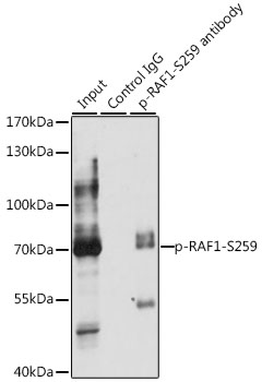 Phospho-RAF1-S259 Polyclonal Antibody